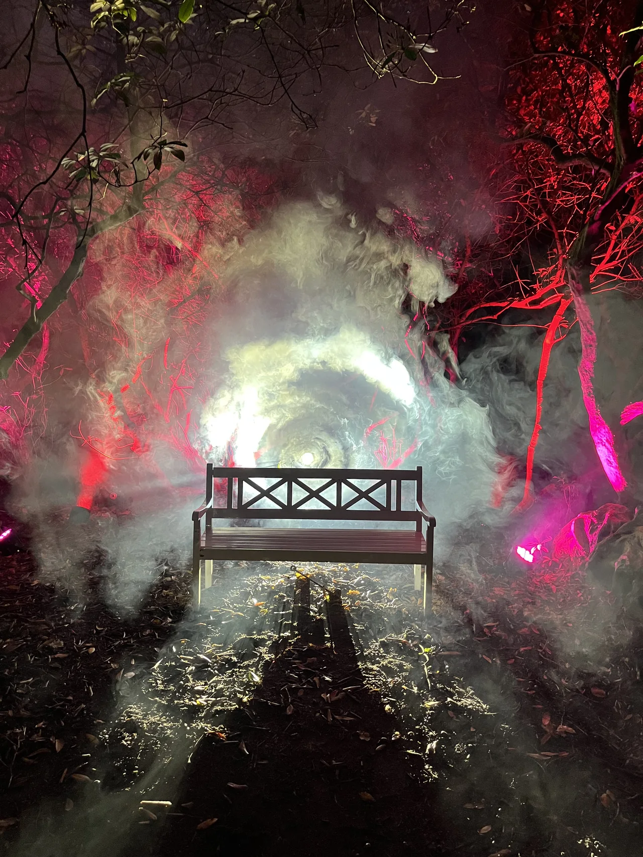 Park bench in front of illuminated fog, between trees lit in red and pink.