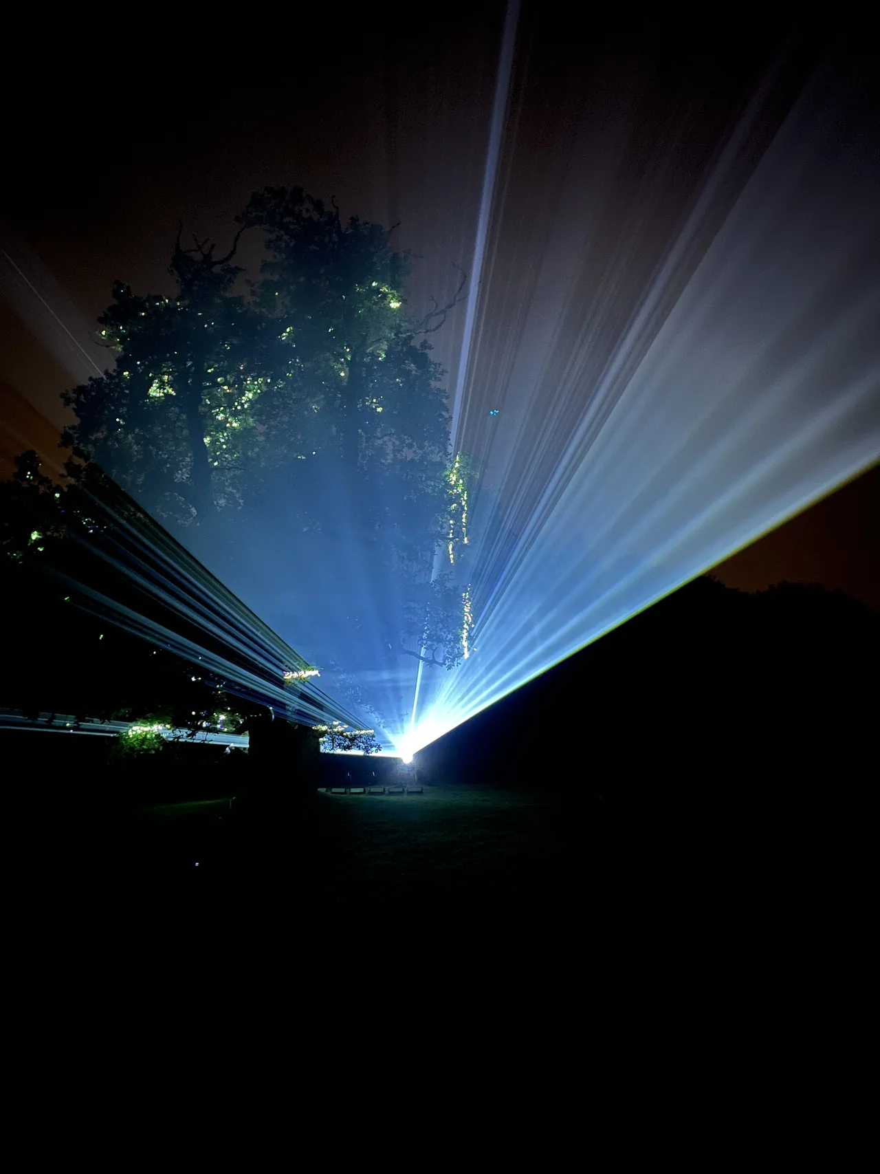 Blue and white light beams spread into the night sky beside an oak tree.