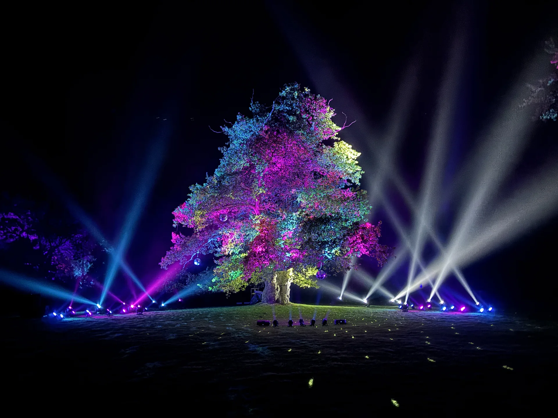 Tree illuminated in purple, blue and yellow, surrounded by fans of light beams.