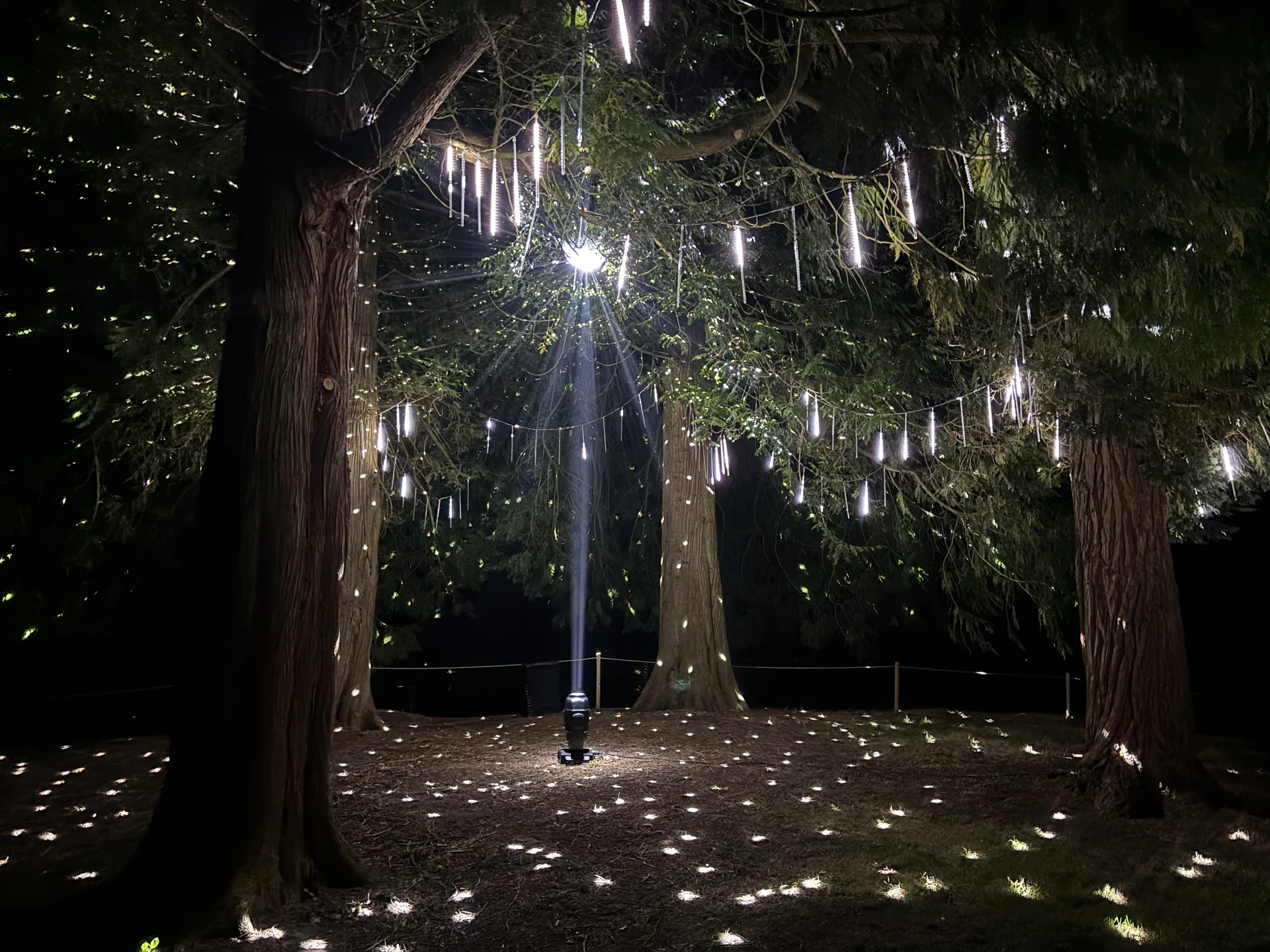 Hanging light tubes between tall trees and white points of light on the forest floor.